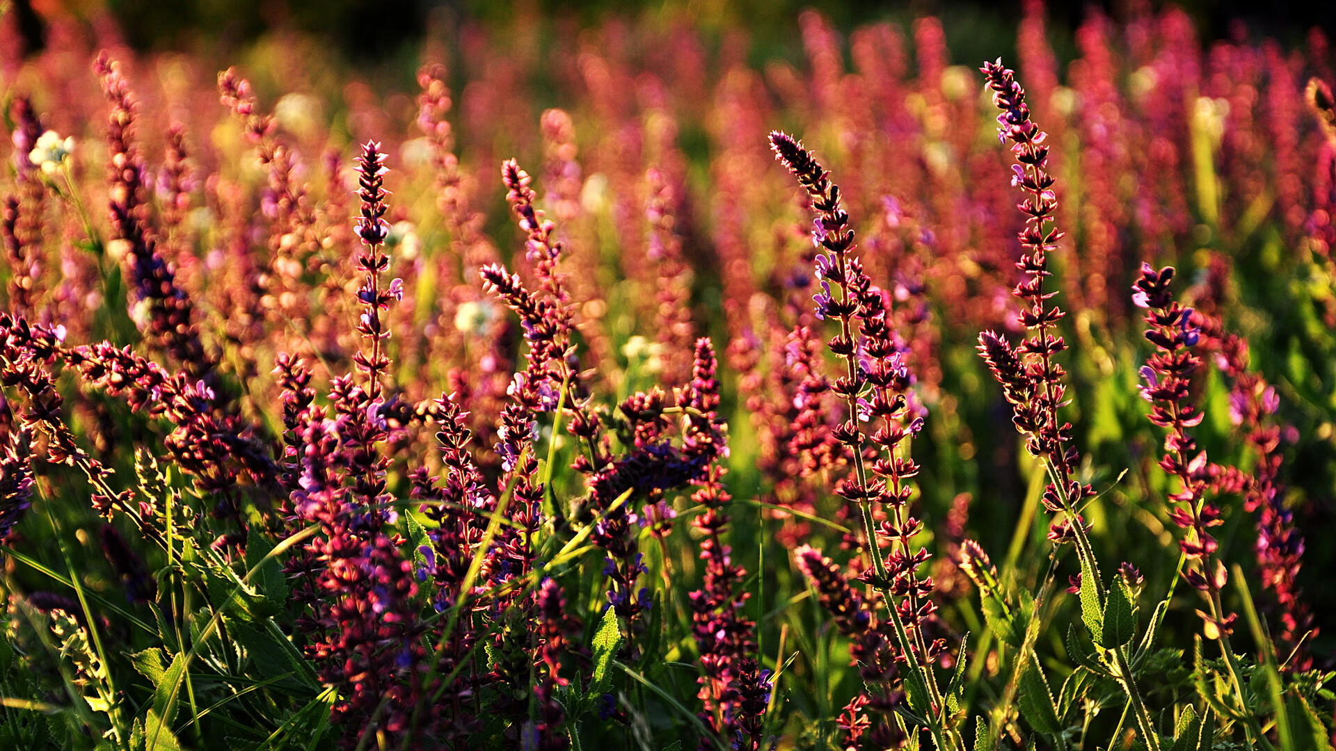 _温布尔登草地赛场发生惊天逆转,年轻球员闪耀全场_,温布尔登冠军
