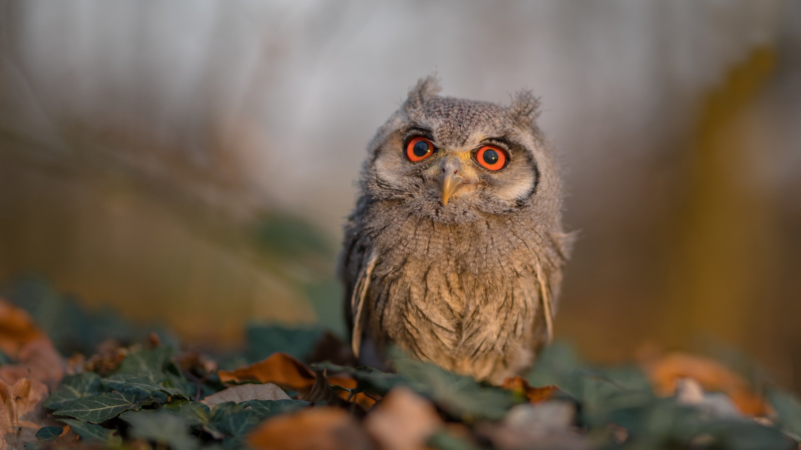 九游官网下载电脑版-_行业专家解析：2025年网球比赛的新趋势_，网球未来