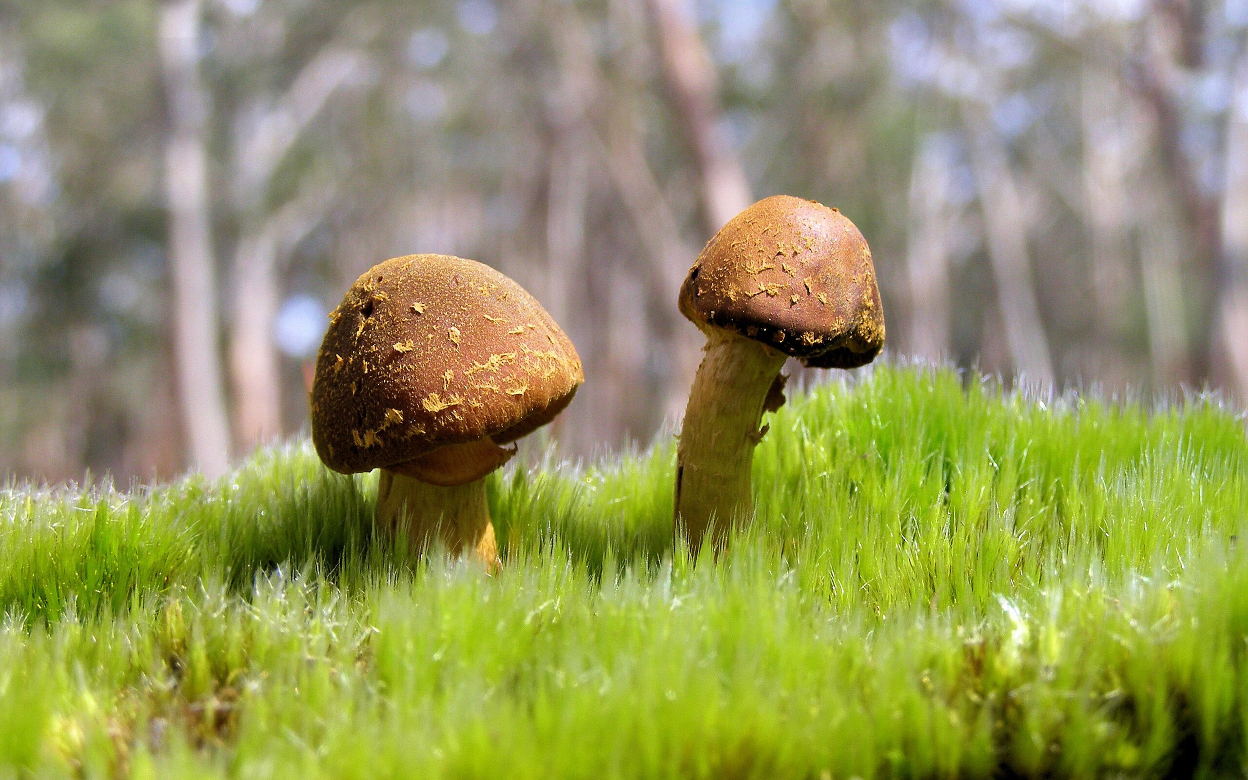 “篮球+志愿”青少年公益联盟在广州正式成立，推动公益体育普及