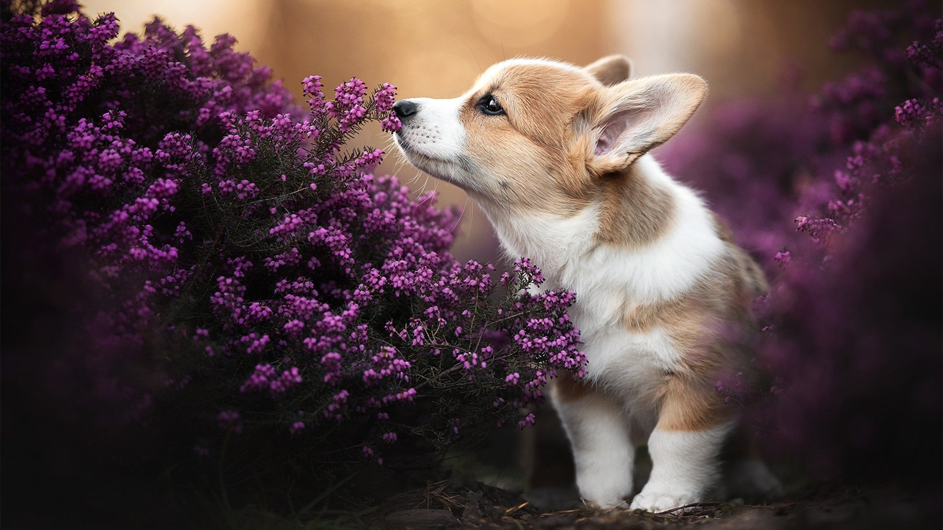 “武汉三镇夺冠希望加大:未来赛季展望”,武汉三镇今晚比赛