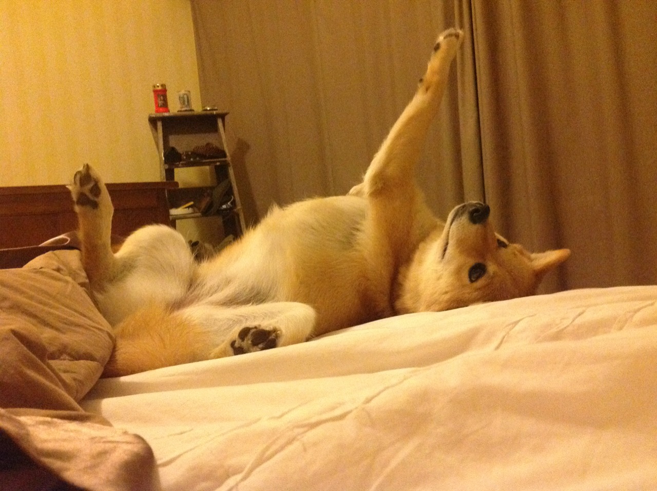 决赛MVP:阿根廷新星一战封神,阿根廷决赛魔咒