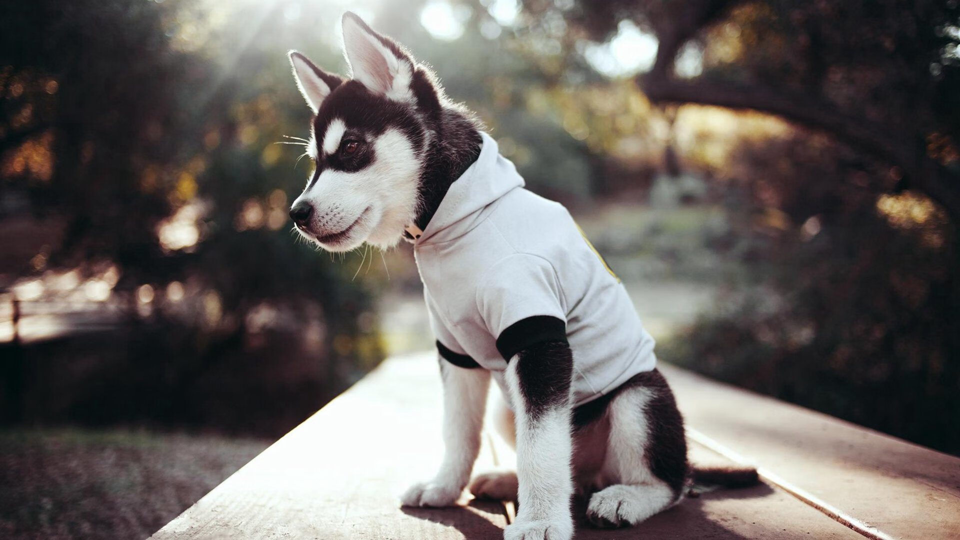 九游jiuyou-山地车越野挑战赛，追求速度与激情的完美结合，山地车越野比赛视频