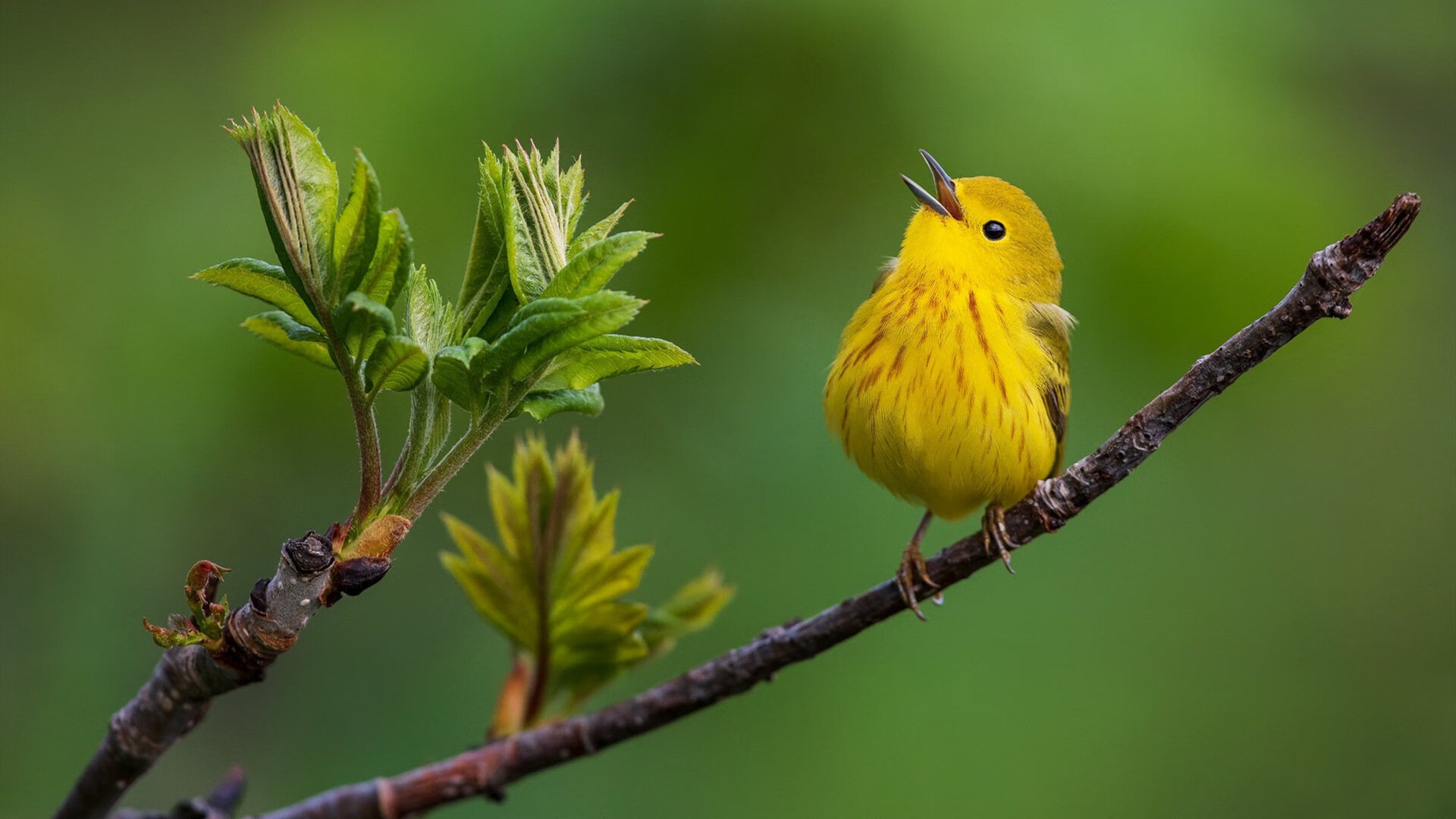 热火在激烈的比赛中迎战尼克斯,巴特勒和莱恩的合力表现成为胜利的关键!