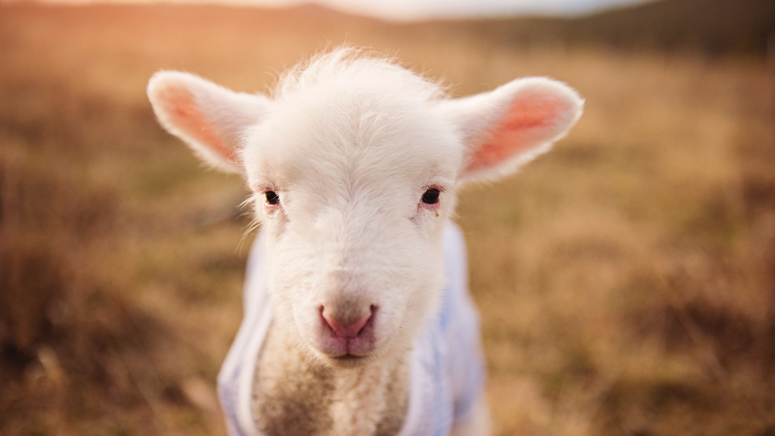 野外炮弹竞技攀岩,勇攀高峰的极致极限,野外攀岩装备