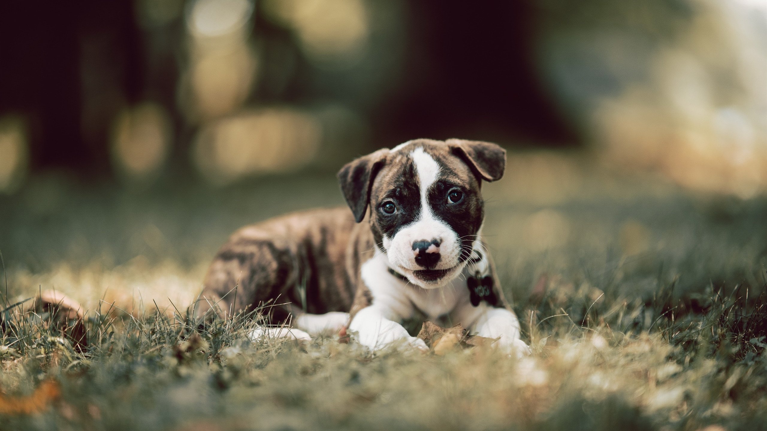 那不勒斯前场火力全开,连续多场破门,那不勒斯怎么样