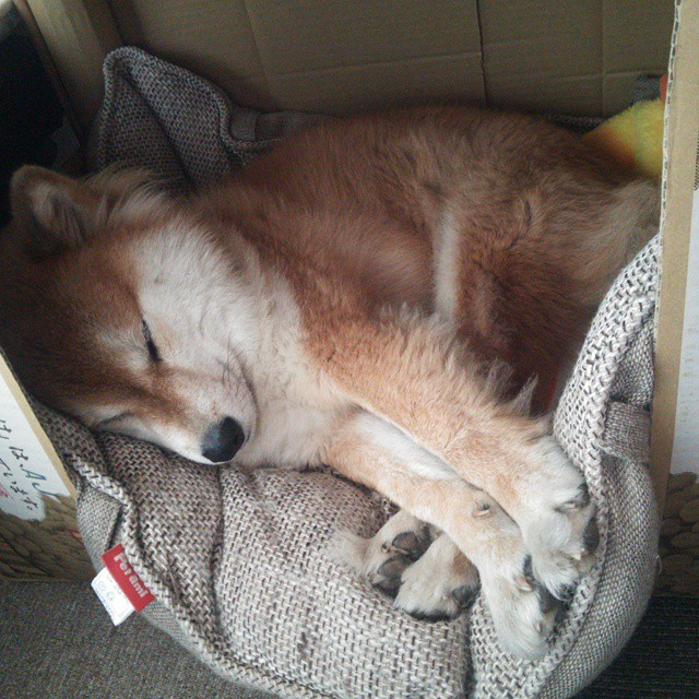 九游娱乐官网 (jiuyou)-LCS春季赛正式打响，lcs赛区春季赛排名