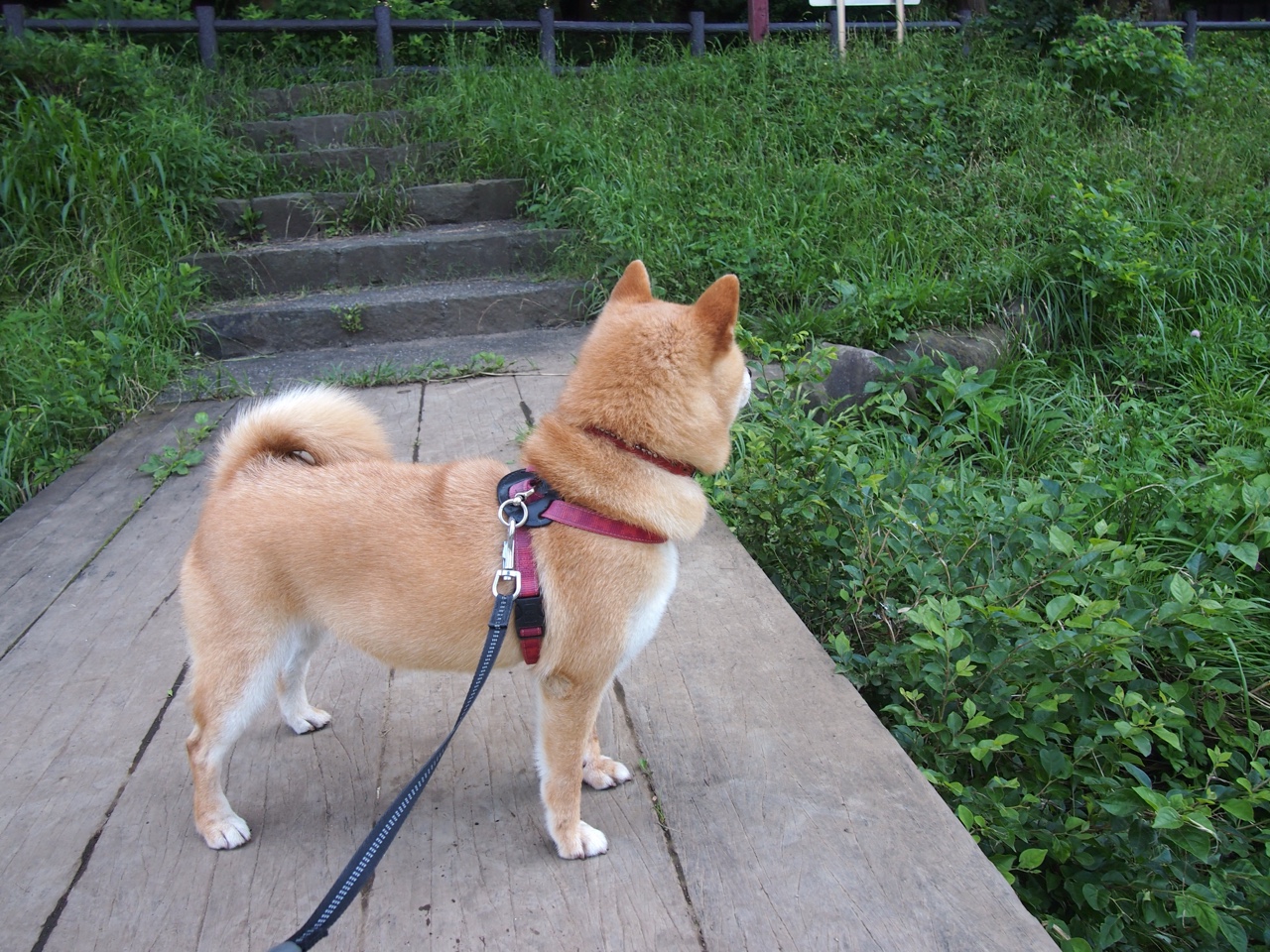 九游官网下载电脑版-上海海港与对手激烈对抗，上港 上海海港