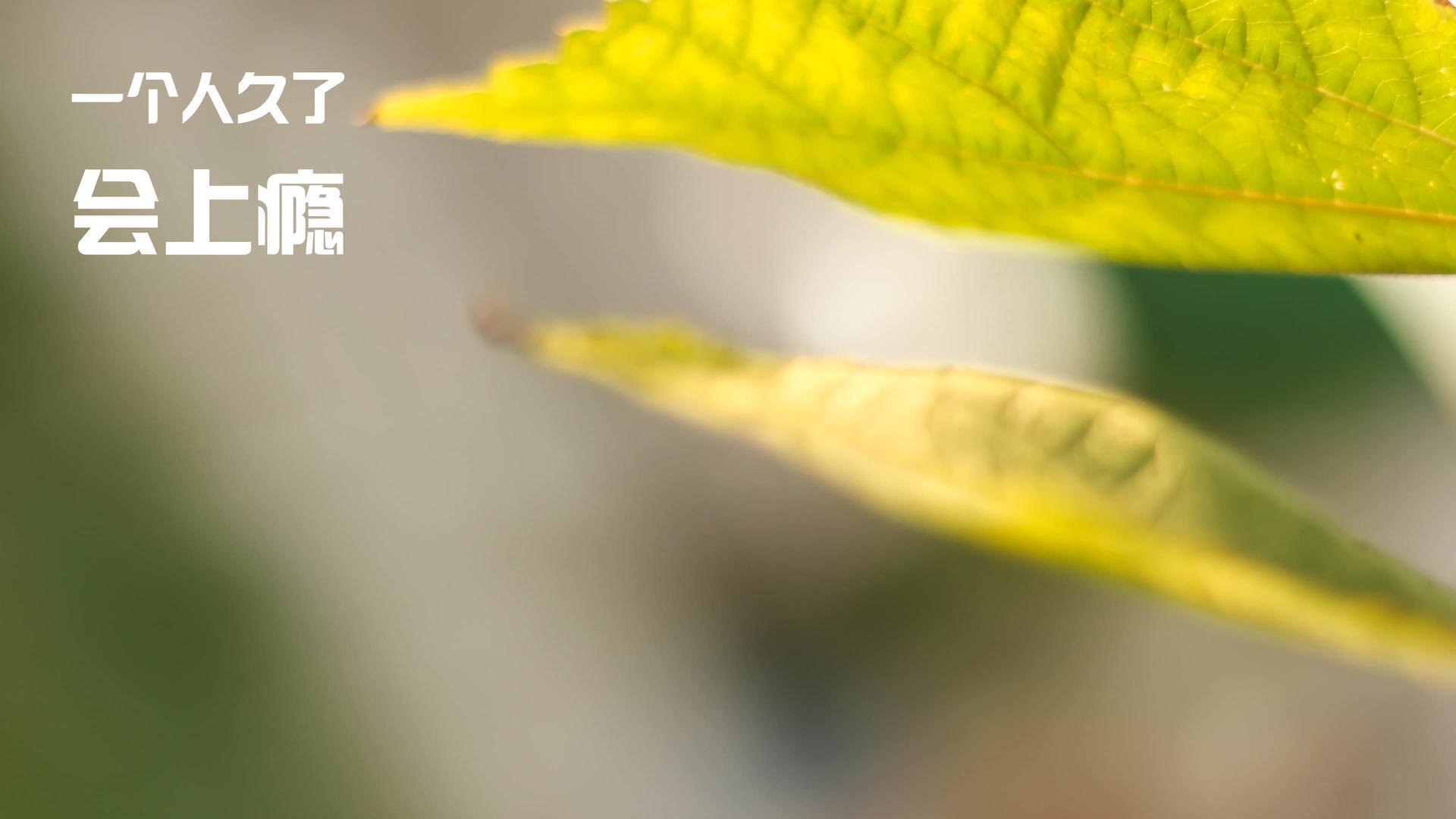 川崎前锋球员转会动态，川崎前锋 转会