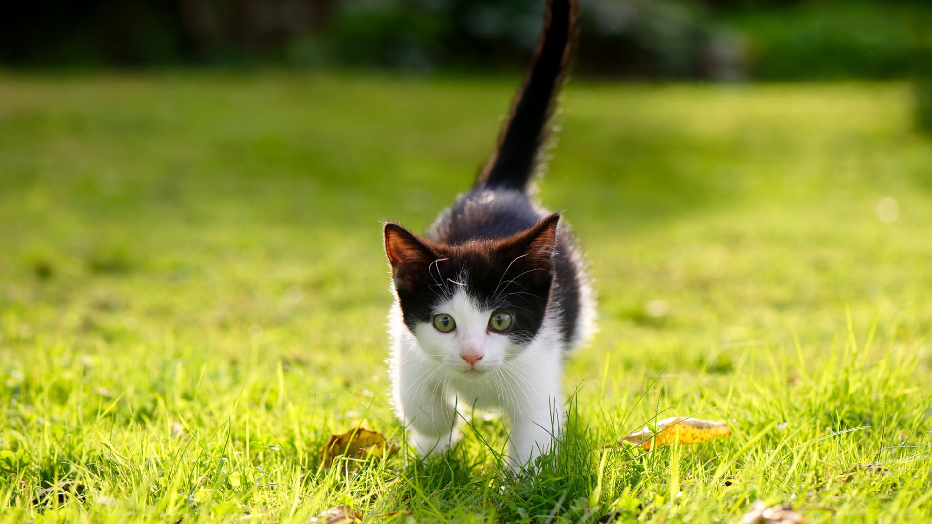 摩洛哥队在友谊赛中战平强敌,摩洛哥队阵容