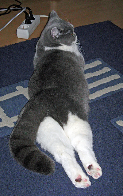 摩纳哥客场逆袭，成功晋级下一轮，摩纳哥视频介绍