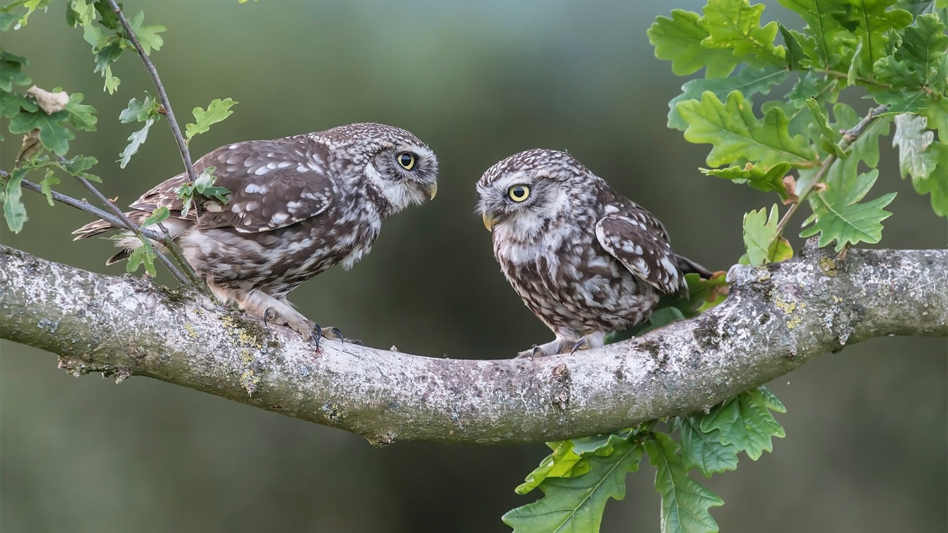 斯特拉斯堡客场逆袭,取得周冠军,斯特拉斯堡足球队