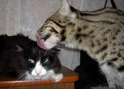 纽卡斯尔主场战平布莱顿,积分继续涨,纽卡斯尔球队