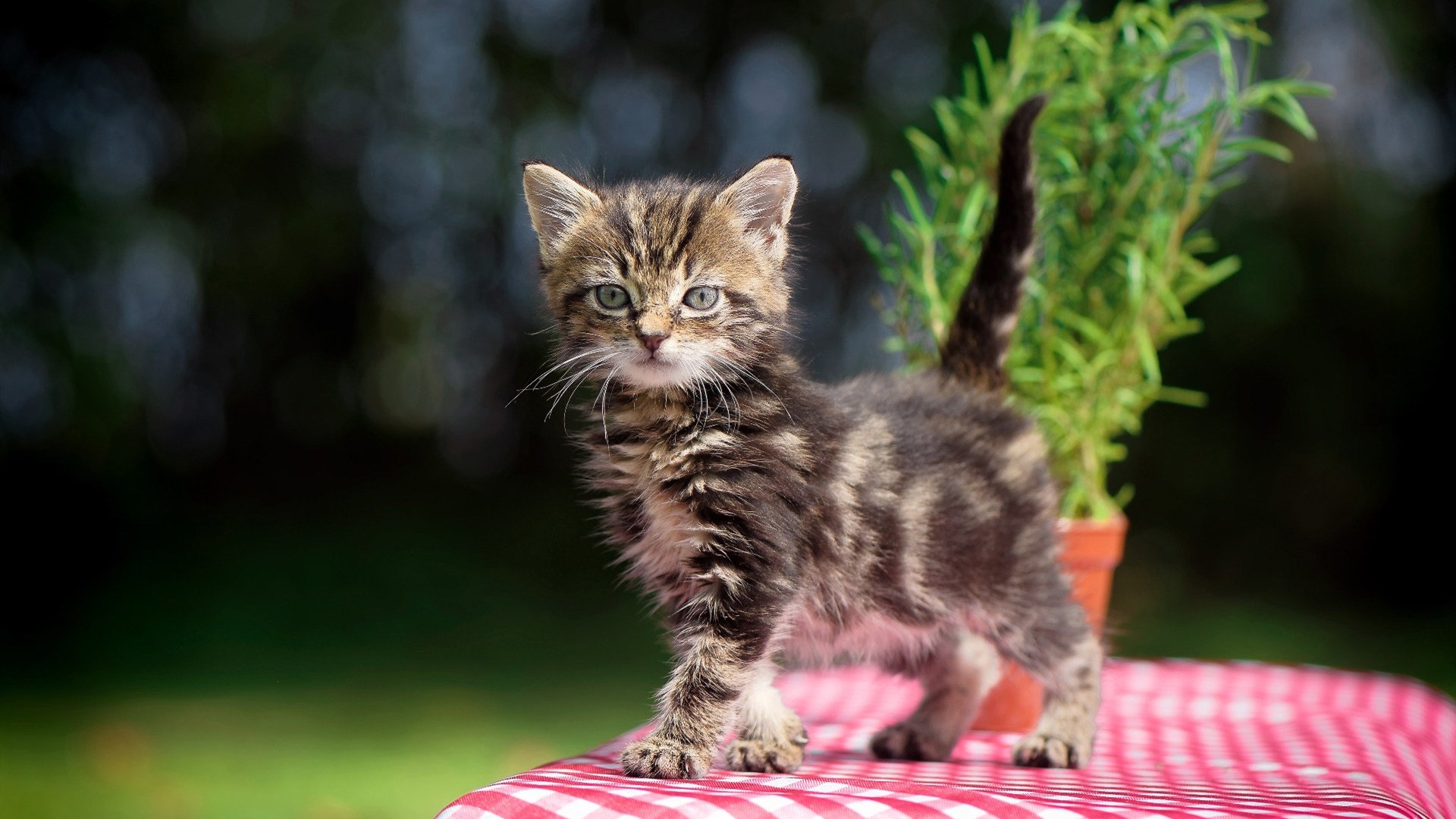 英雄联盟赛事奖金创新高，英雄联盟联赛奖金