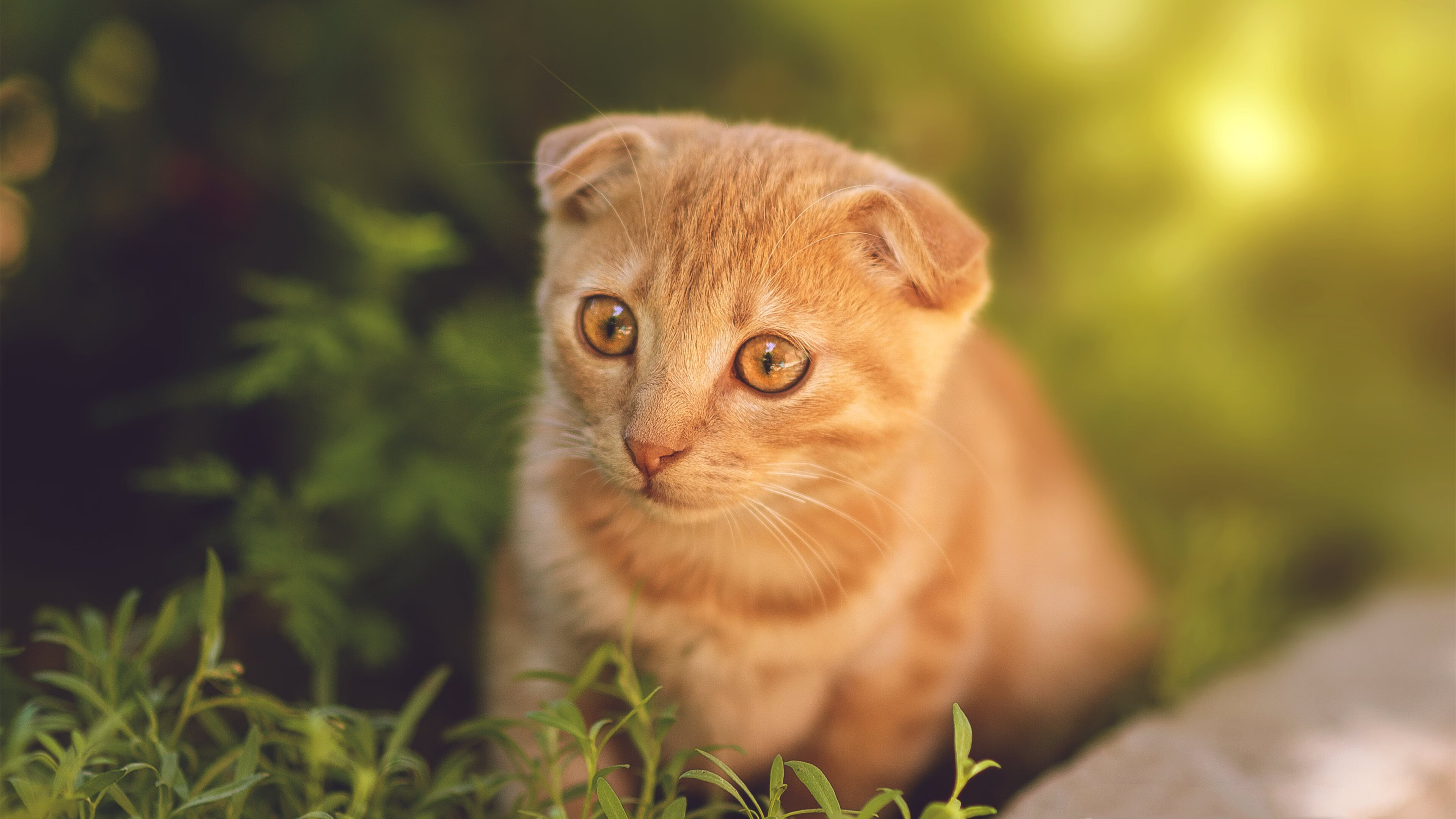 阿尔梅里亚主场1-2不敌皇家贝蒂斯,遗憾落败,阿尔梅里亚吧