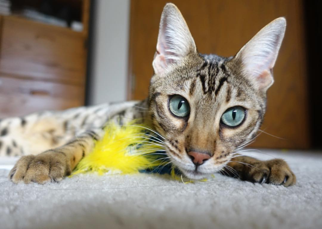 JIU YOU GAME-韩选手星际争霸国际赛表现突出，星际争霸韩国战队