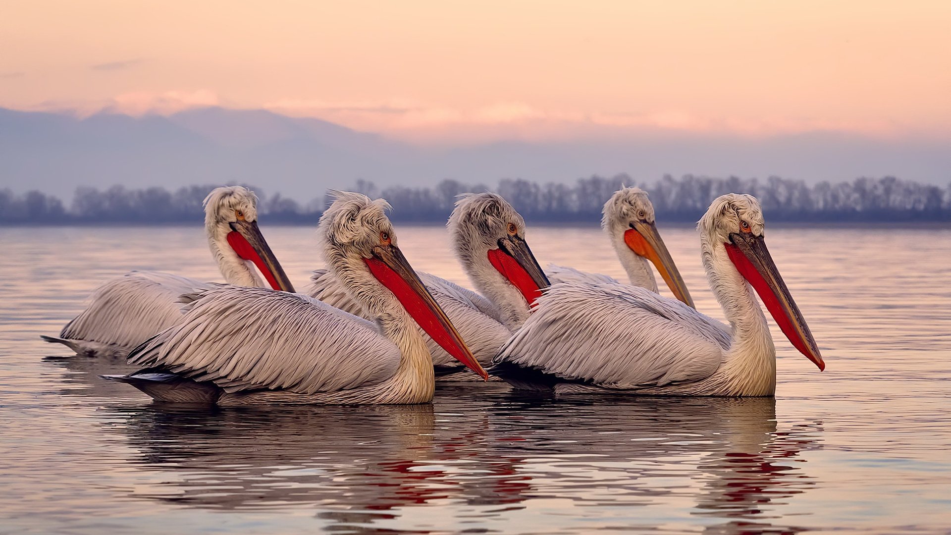 中国篮球教练员团队管理与激励机制研究,篮球教练组成员