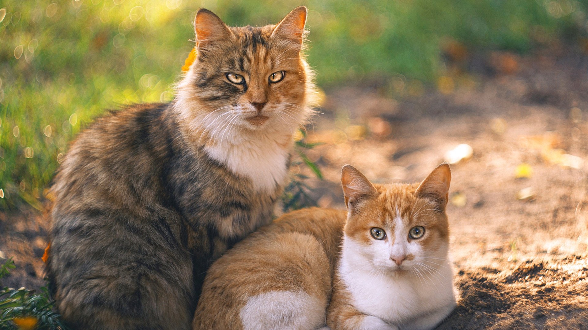全国女子沙滩排球大赛福建组合登顶,全国沙滩排球比赛