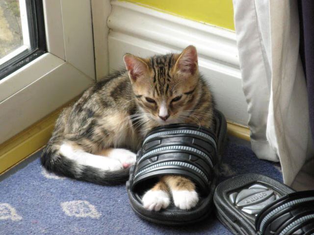 青少年体育社交行为与心理健康关系研究,体育运动与青少年社会化