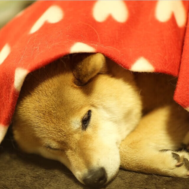 中国香港队如何在国际乒联混合团体世界杯中磨练整体实力,香港 乒乓球队