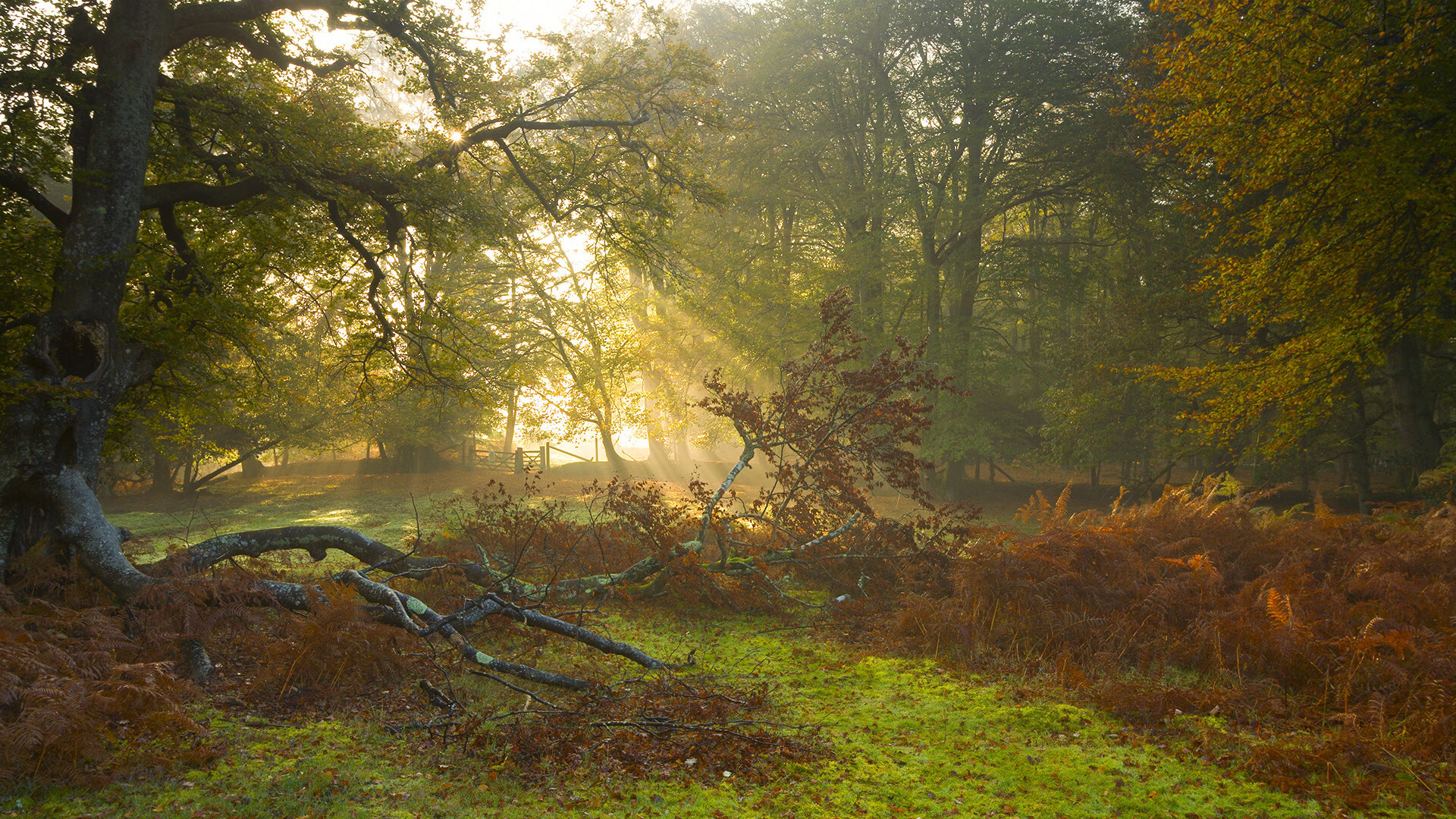 九游jiuyou-中超联赛中国女足夺冠 球迷兴奋不已，中超女足联赛赛程