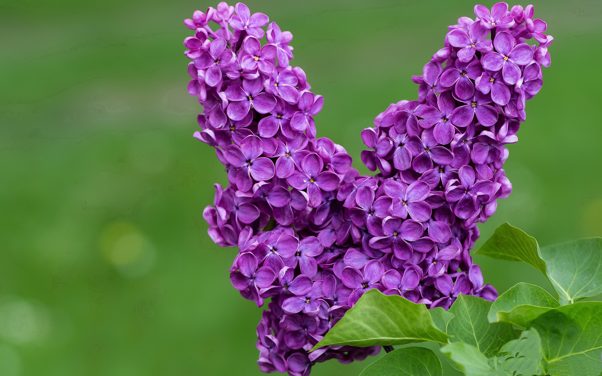 五大联赛是否更多利用门将启动边路推进,五大联赛的规则