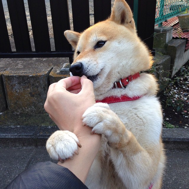 辽宁飞豹持续提升转移球速度打乱对手阵型,辽宁飞豹队员名单