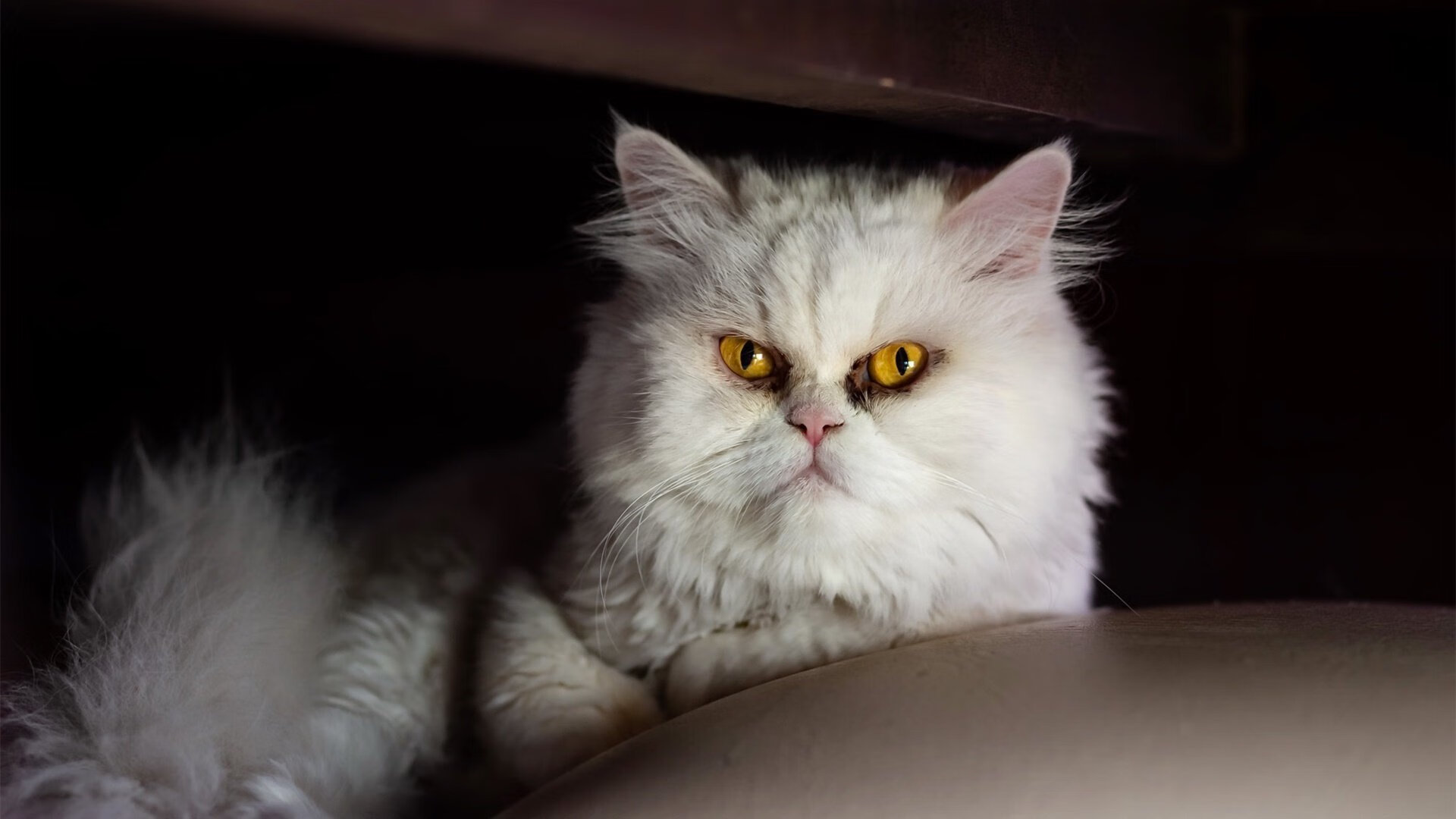 国家铁人三项队发布训练量化成果新闻稿，铁人三项竞赛规程