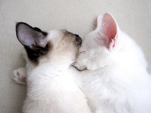 自由泳短程突尼斯爆发力提升，自由泳突破30秒